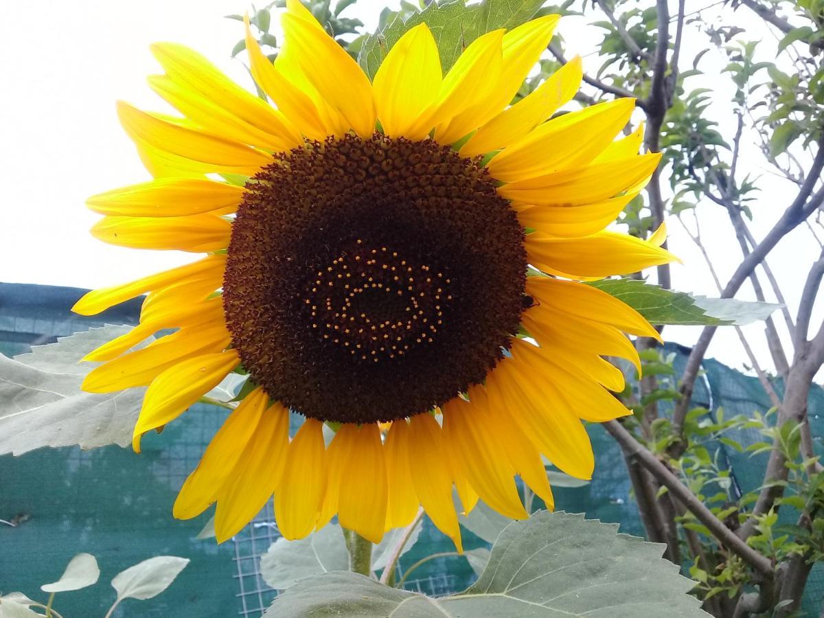 Lighthouse Farm Backpackers Lodge เคปทาวน์ ภายนอก รูปภาพ